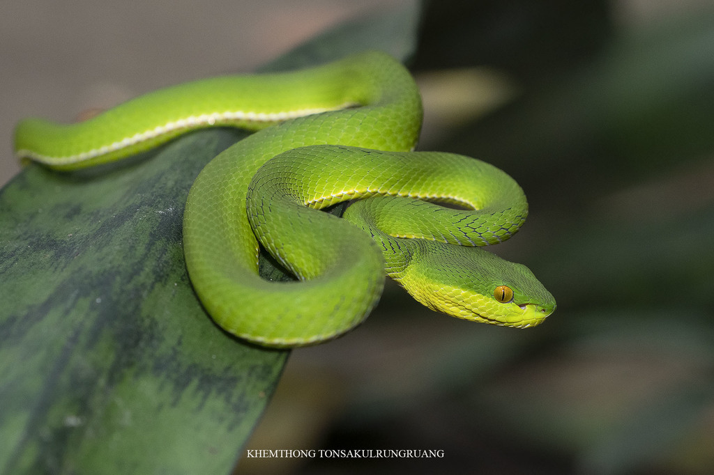 Trimeresurus albolabris